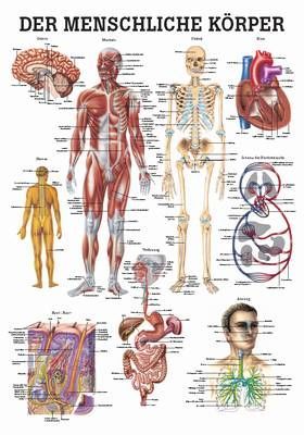 Mini-Poster: Der Menschliche Körper.