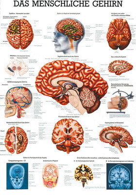Mini-Poster: Das menschliche Gehirn.