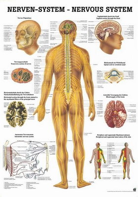 Mini-Poster: Das Nervensystem