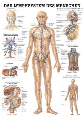 Mini-Poster: Das Lymphsystem des Menschen.