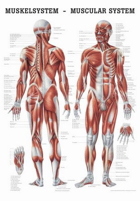Mini-Poster: Das Muskelsystem