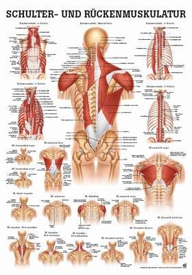 Mini-Poster: Schulter- und Rückenmuskulatur.