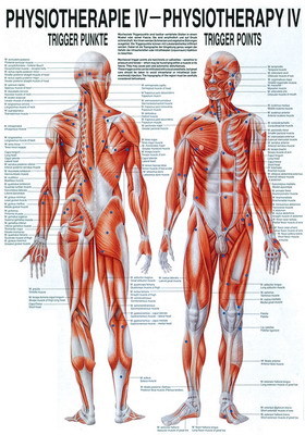 Mini-Poster: Physiotherapie IV - Triggerpunkte