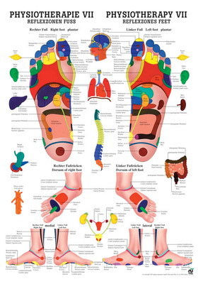 Mini-Poster: Physiotherapie VII - Reflexzonen Fuß