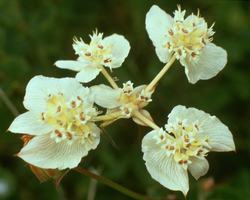 SOUTHERN CROSS (Bush Flower) 15 ml Stockbottle