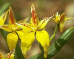 YELLOW COWSLIP ORCHID 15 ml Stockbottle